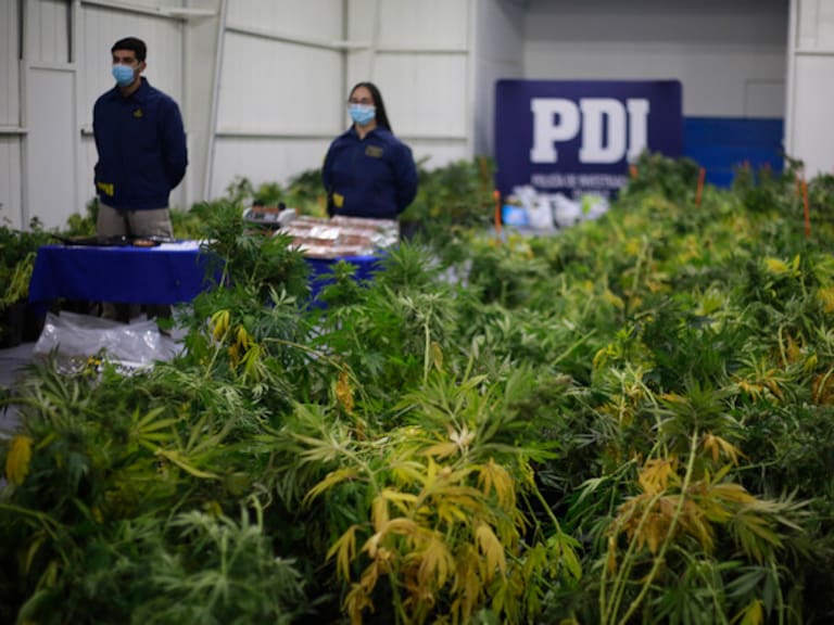PDI incauta 5 mil millones de pesos en marihuana en la precordillera de Linares