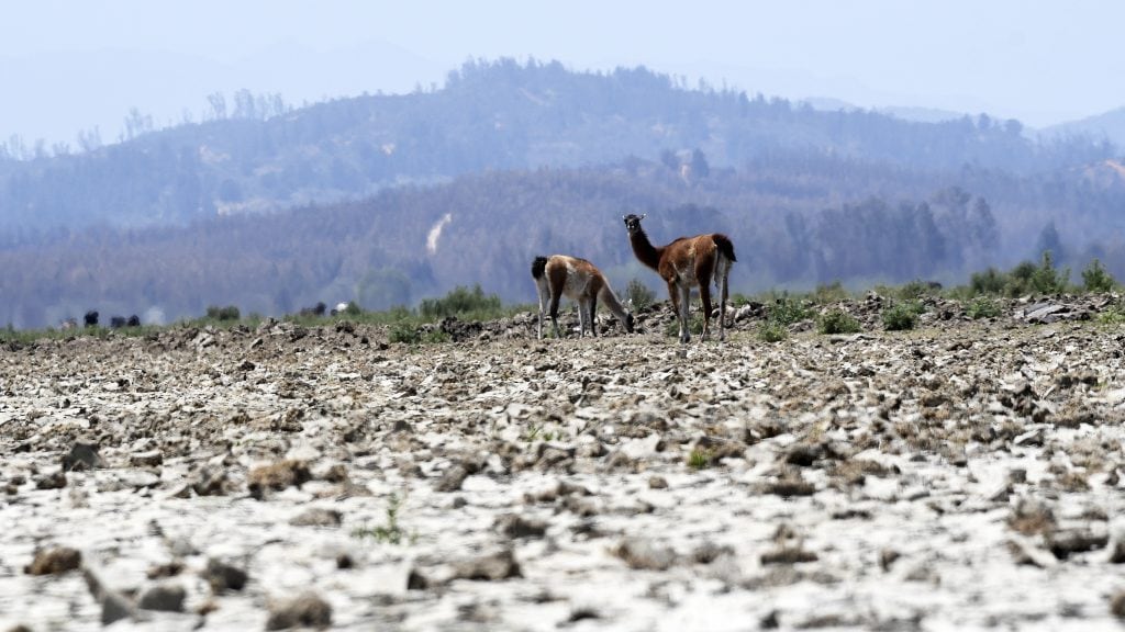 04 DE FEBREO DE 2020/VALPARAISOLlamas comen la poca vegetación en el Lago Peñuelas está ubicada la región de Valparaíso, ha perdido gran por ciento de su capacidad hídrica en medio de la sequía que afecta a la zona central del país. FOTO: PABLO OVALLE ISASMENDI/AGENCIAUNO