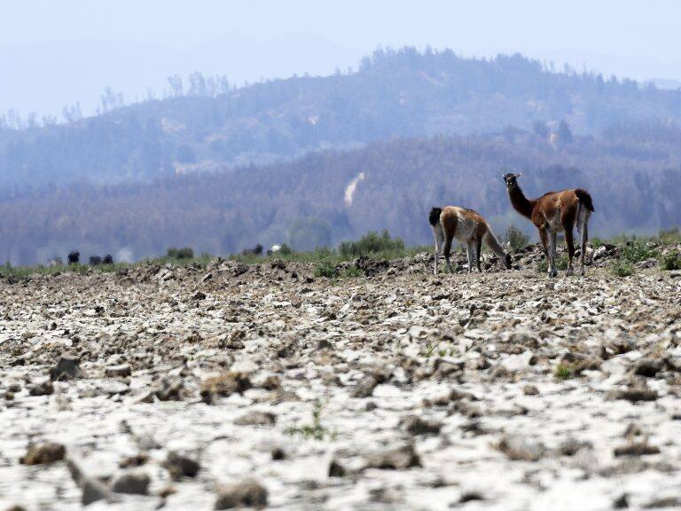 04 DE FEBREO DE 2020/VALPARAISOLlamas comen la poca vegetación en el Lago Peñuelas está ubicada la región de Valparaíso, ha perdido gran por ciento de su capacidad hídrica en medio de la sequía que afecta a la zona central del país. FOTO: PABLO OVALLE ISASMENDI/AGENCIAUNO