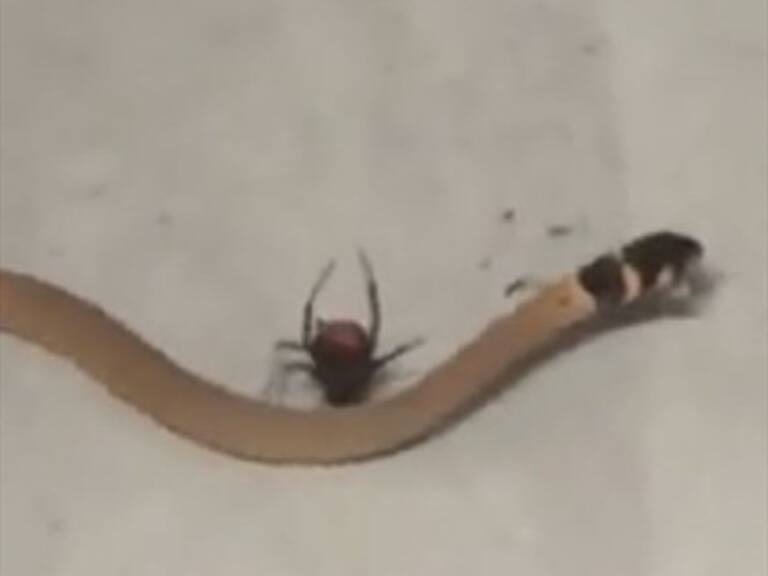 Registran en Australia cómo una araña caza y mata a una serpiente