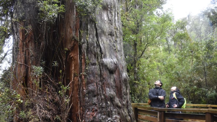 Este árbol chileno es más antiguo que las pirámides de Egipto (y así lo puedes visitar durante el verano 2026)