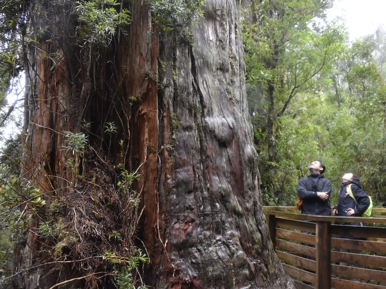 Este árbol chileno es más antiguo que las pirámides de Egipto (y así lo puedes visitar durante el verano 2026)
