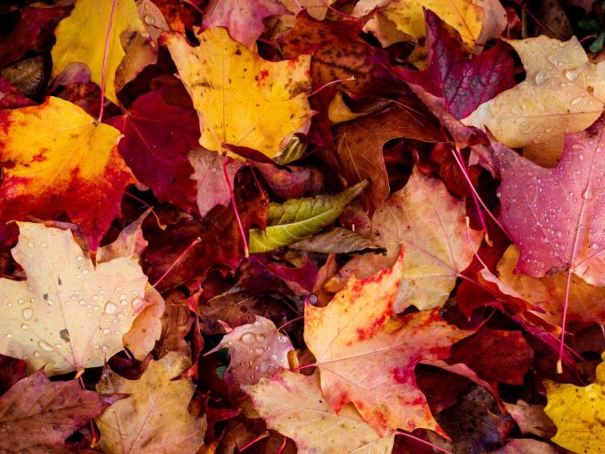 ¿Estás listo para el otoño?: así puede afectar el cambio de estación en nuestro ánimo y sueño