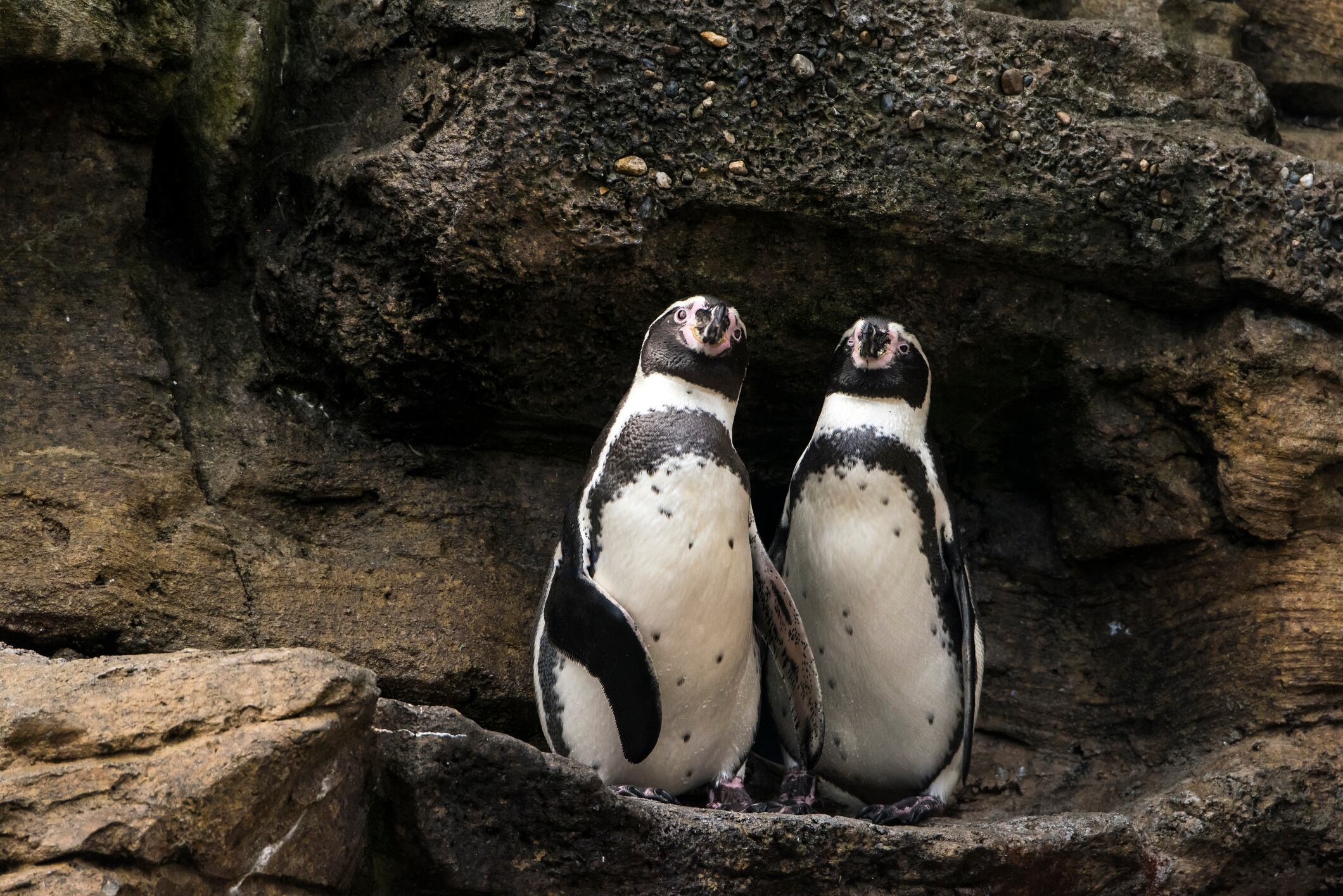 Pingüino de Humboldt | Getty Images