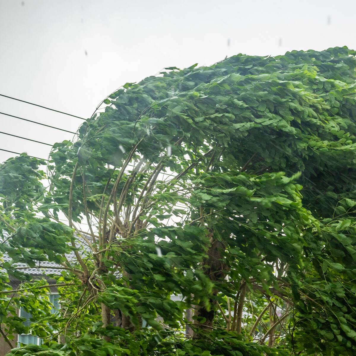Meteorología emite aviso por vientos de hasta 70 km/h en ocho regiones del país