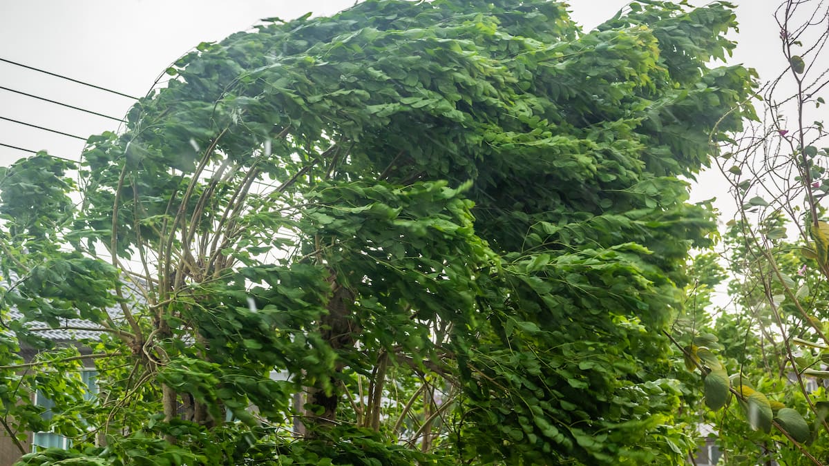 Meteorología emite aviso por vientos de hasta 70 km/h en ocho regiones del país