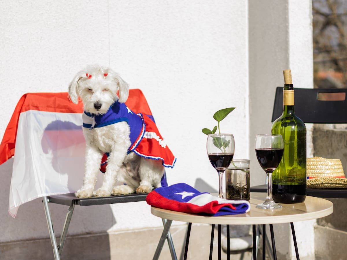 Fiestas Patrias sin crueldad: Guía esencial para cuidar a tus animales este 18