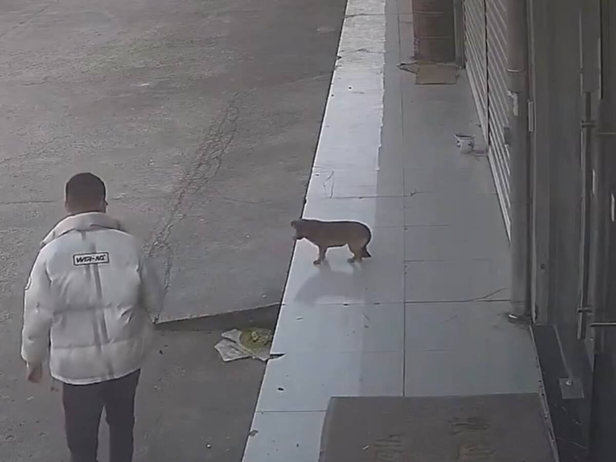 Hombre trata de patear a un perro y lo paga de la peor manera