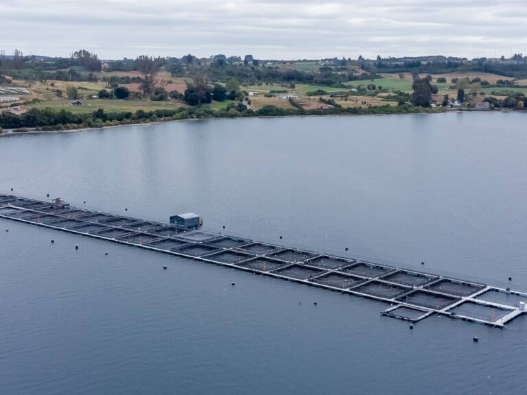 “Acuarios que jamás se limpian”: los impactos de la salmonicultura en la Región de Magallanes