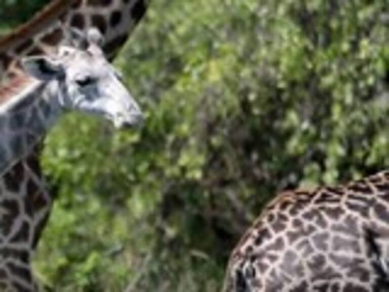 ¿Por qué la jirafa blanca descubierta en Tanzania no es albina?