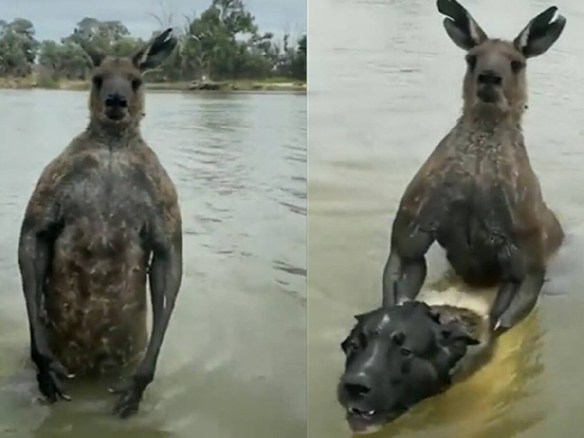 Canguro secuestra a un perro y pelea a golpes con su dueño en Australia