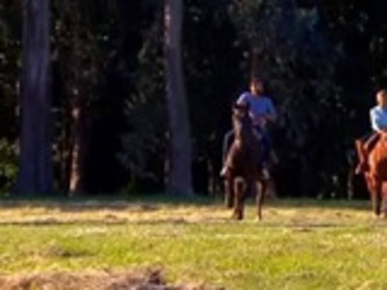 «Pobre Gallo» debuta el miércoles 6 de enero en Mega