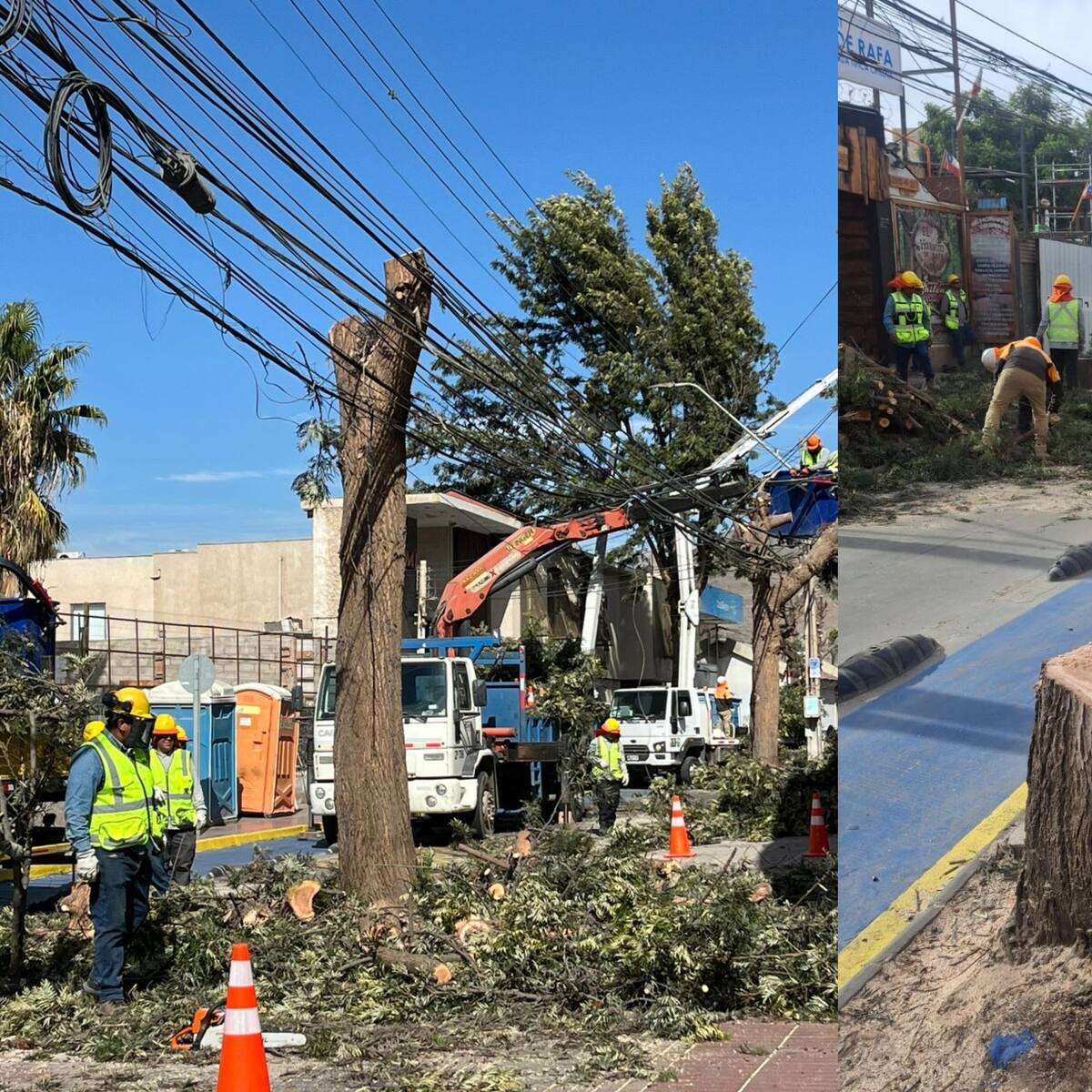 Indignación por tala de árboles que debían ser podados en el centro de Copiapó: CGE admite fallas de coordinación