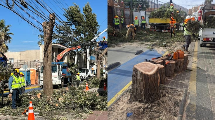 Indignación por tala de árboles que debían ser podados en el centro de Copiapó: CGE admite fallas de coordinación