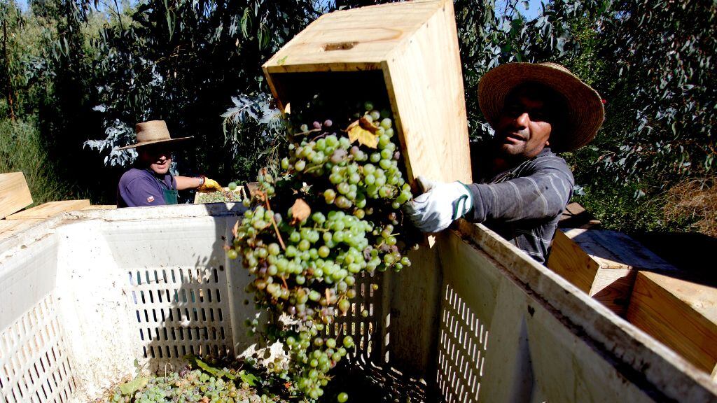 Agricultura, cosecha, temporeros, temporero, 1024x576 jpg ok, agro,