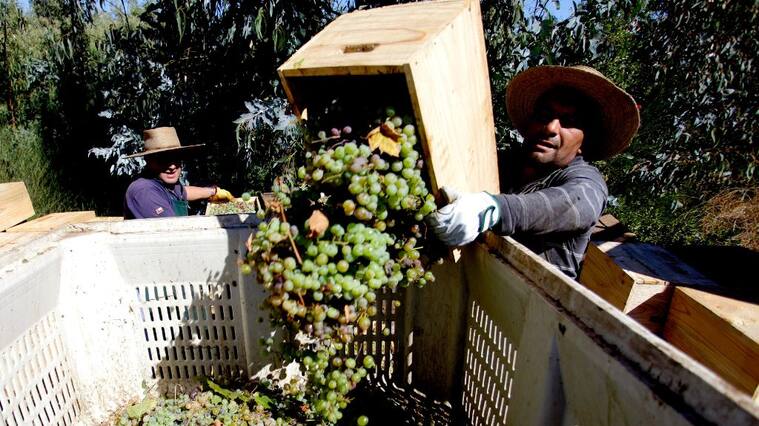 Agricultura, cosecha, temporeros, temporero, 1024x576 jpg ok, agro,
