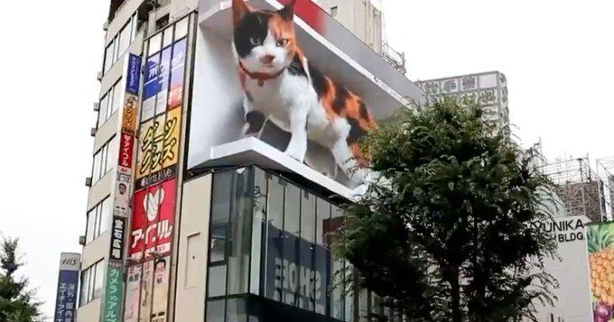 Cosas que pasan en Japón: el gigantesco gato que asusta a los habitantes del centro de Tokio