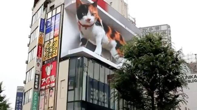 Cosas que pasan en Japón: el gigantesco gato que asusta a los habitantes del centro de Tokio