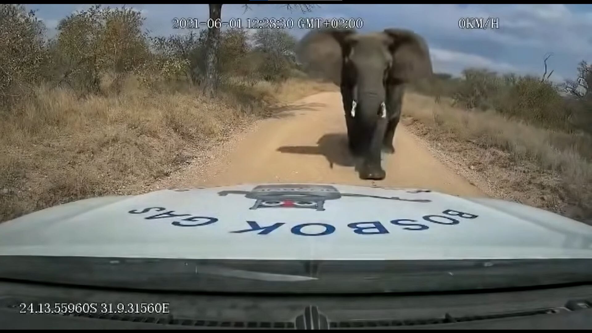 Elefante ataca camioneta