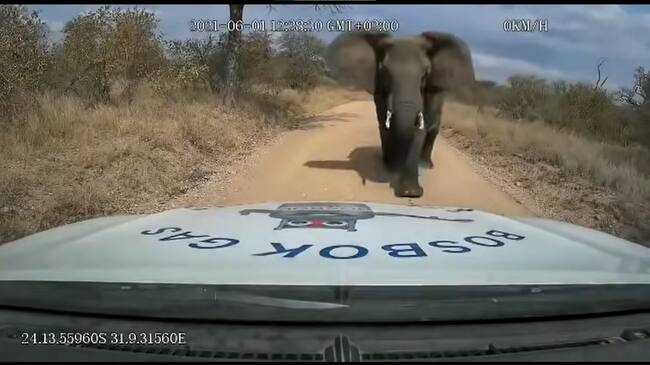Elefante ataca camioneta