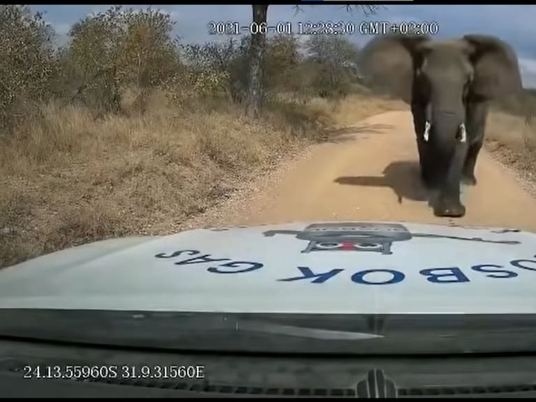 Elefante ataca camioneta