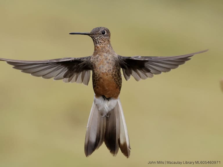 Especial descubrimiento en Chile: hallan nueva especia de picaflor gigante en el país tras 8 años de investigaciones