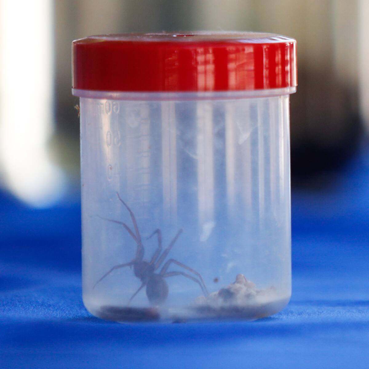 Confirman presencia de venenosa especie chilena en Portugal: dos ejemplares fueron encontrados