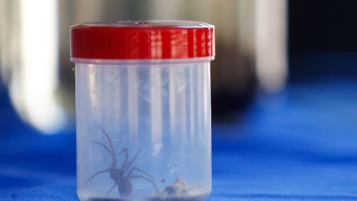 Confirman presencia de venenosa especie chilena en Portugal: dos ejemplares fueron encontrados