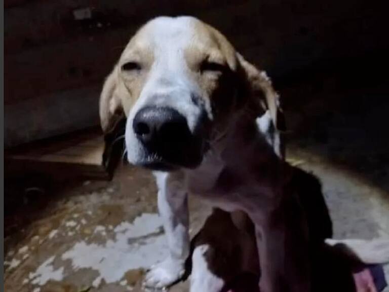 Héroe canino: Perro salvó la vida de su dueña recibiendo 4 puñaladas