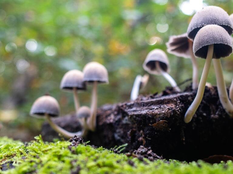 Revelan que adolescente fallecido en Hualqui consumió el denominado «hongo de la muerte»