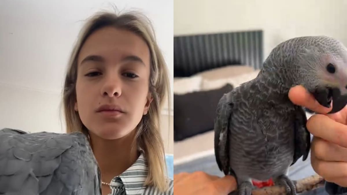 “Es como cortarle los pies a un niño”: surge nueva polémica de Josefa Sáez tras proponer operar de las alas a un loro