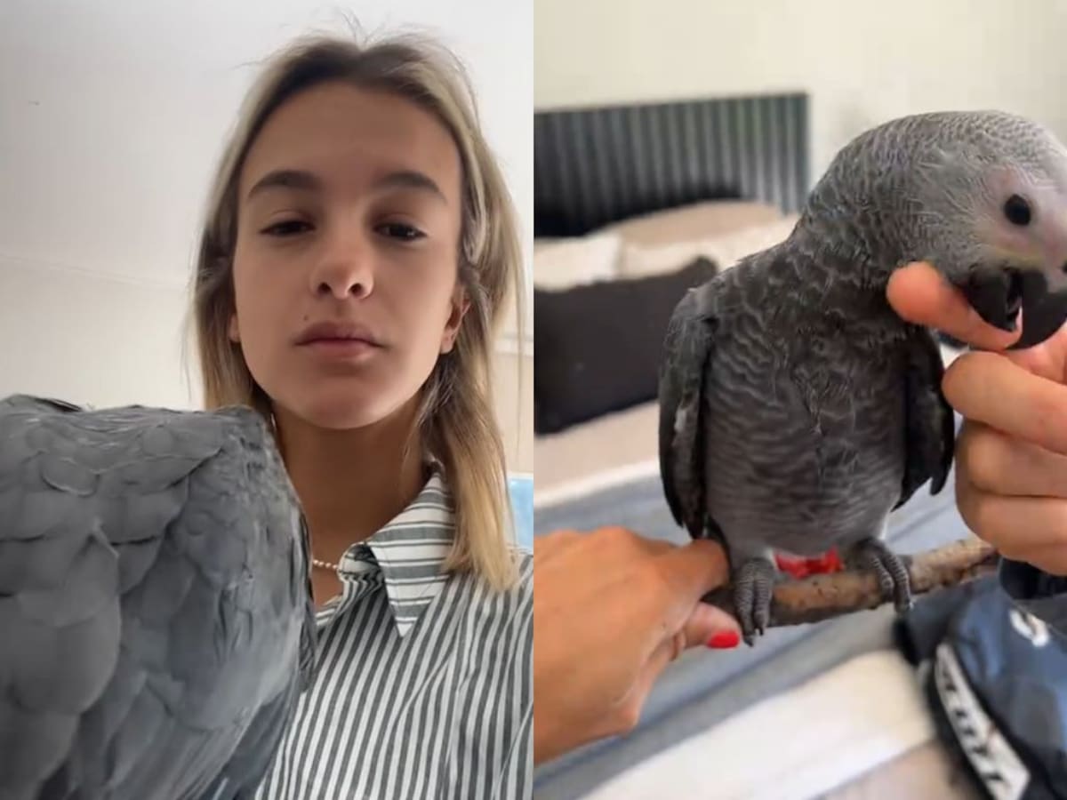 “Es como cortarle los pies a un niño”: surge nueva polémica de Josefa Sáez tras proponer operar de las alas a un loro