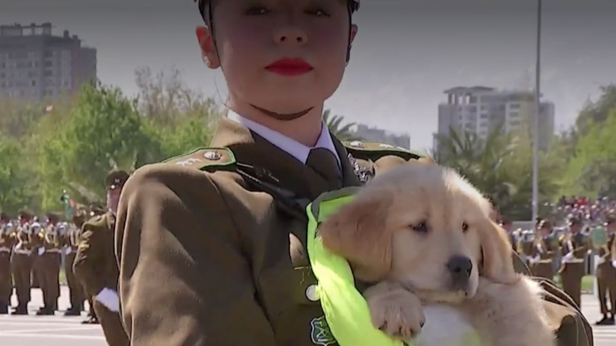 Escuadrón canino se robó las miradas durante la Parada Militar 2025: así fue el desfile de los perritos de Carabineros