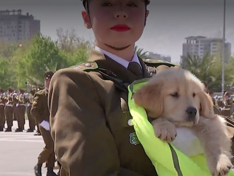 Escuadrón canino se robó las miradas durante la Parada Militar 2025: así fue el desfile de los perritos de Carabineros