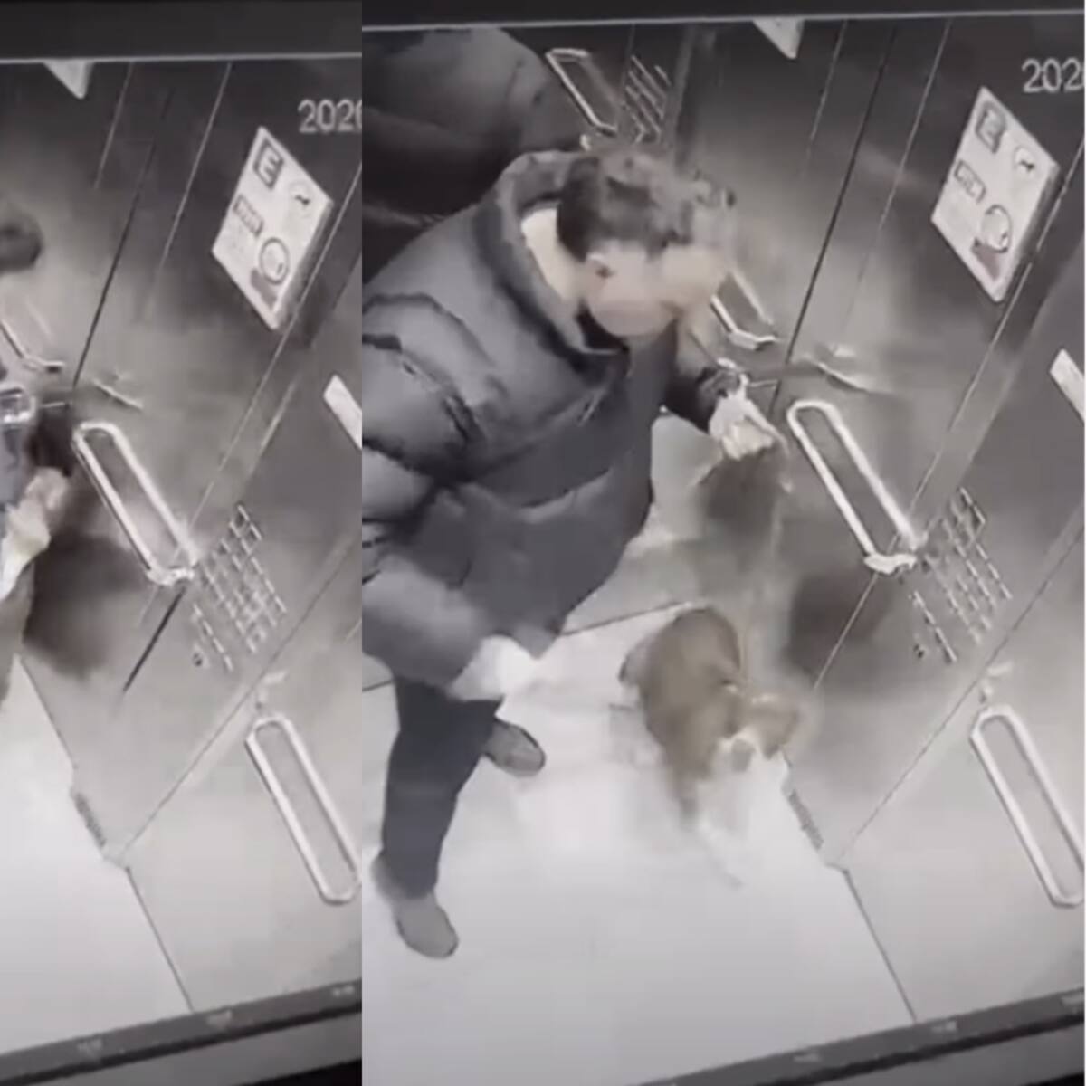 “Hasta combos le pegó”: captan brutal agresión contra un pitbull dentro de ascensor en Ñuñoa