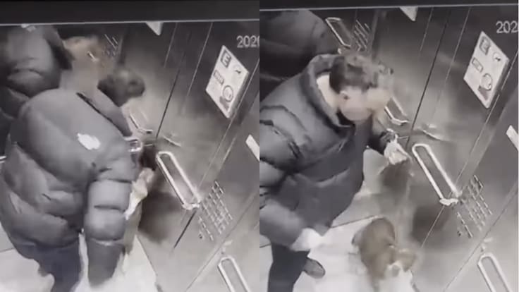 “Hasta combos le pegó”: captan brutal agresión contra un pitbull dentro de ascensor en Ñuñoa