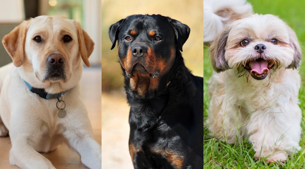 Labrador Retriever, Rottweiler y Shih Tzu están el podio del mejor comportamiento.