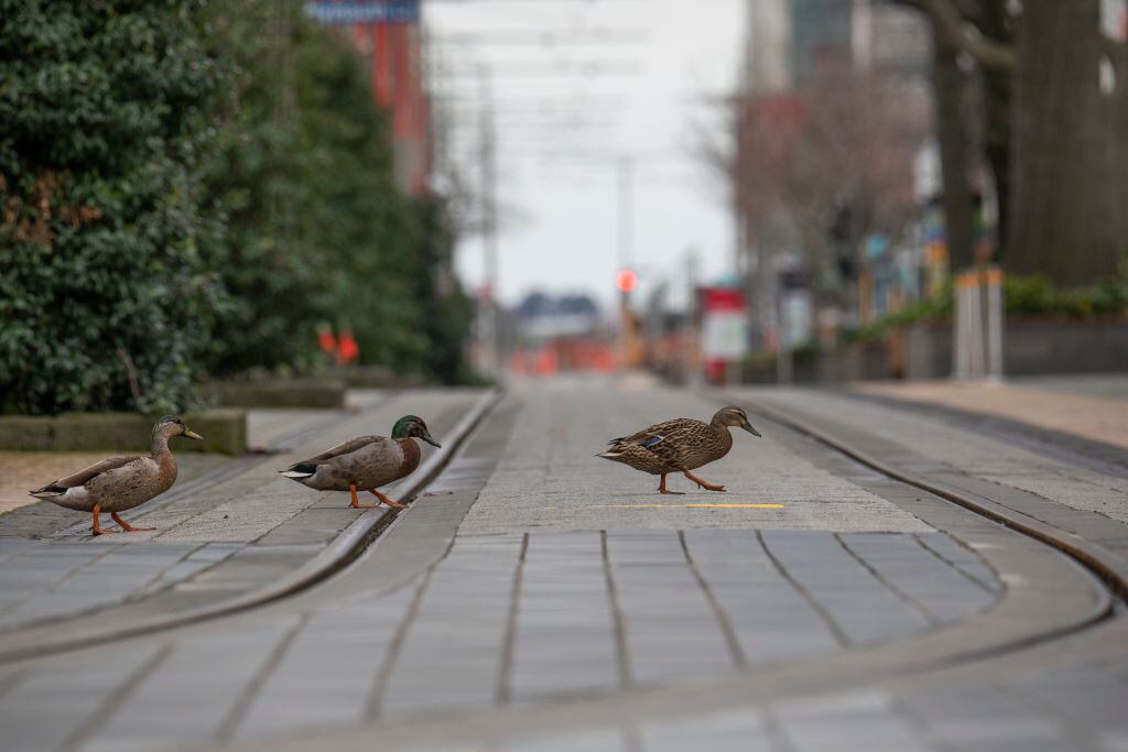 Patos caminan por las calles vacías ante la cuarentena en Christchurch