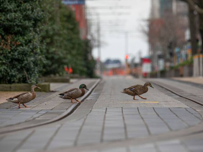 Patos caminan por las calles vacías ante la cuarentena en Christchurch