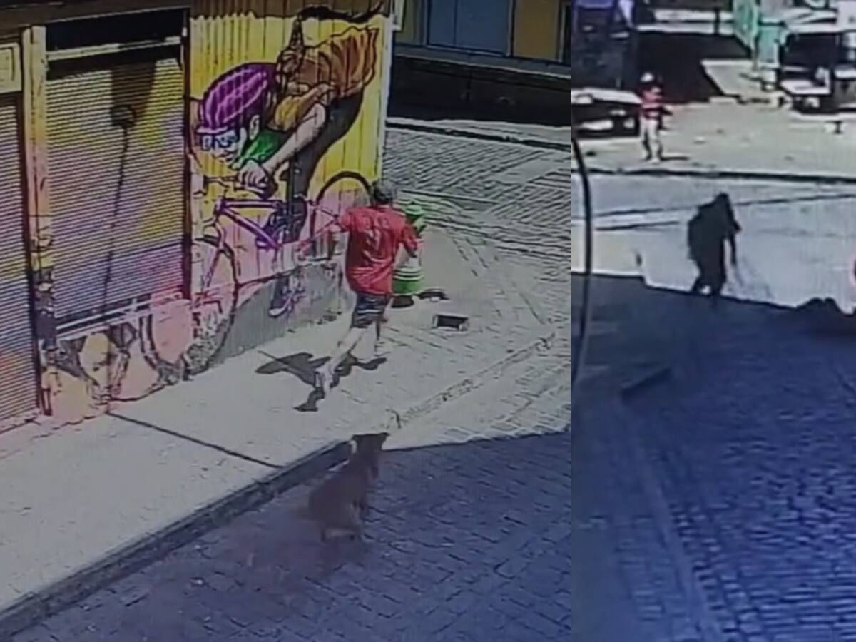 ¡Heroicos! Perros callejeros salvan a turista japonés de brutal asalto en Valparaíso