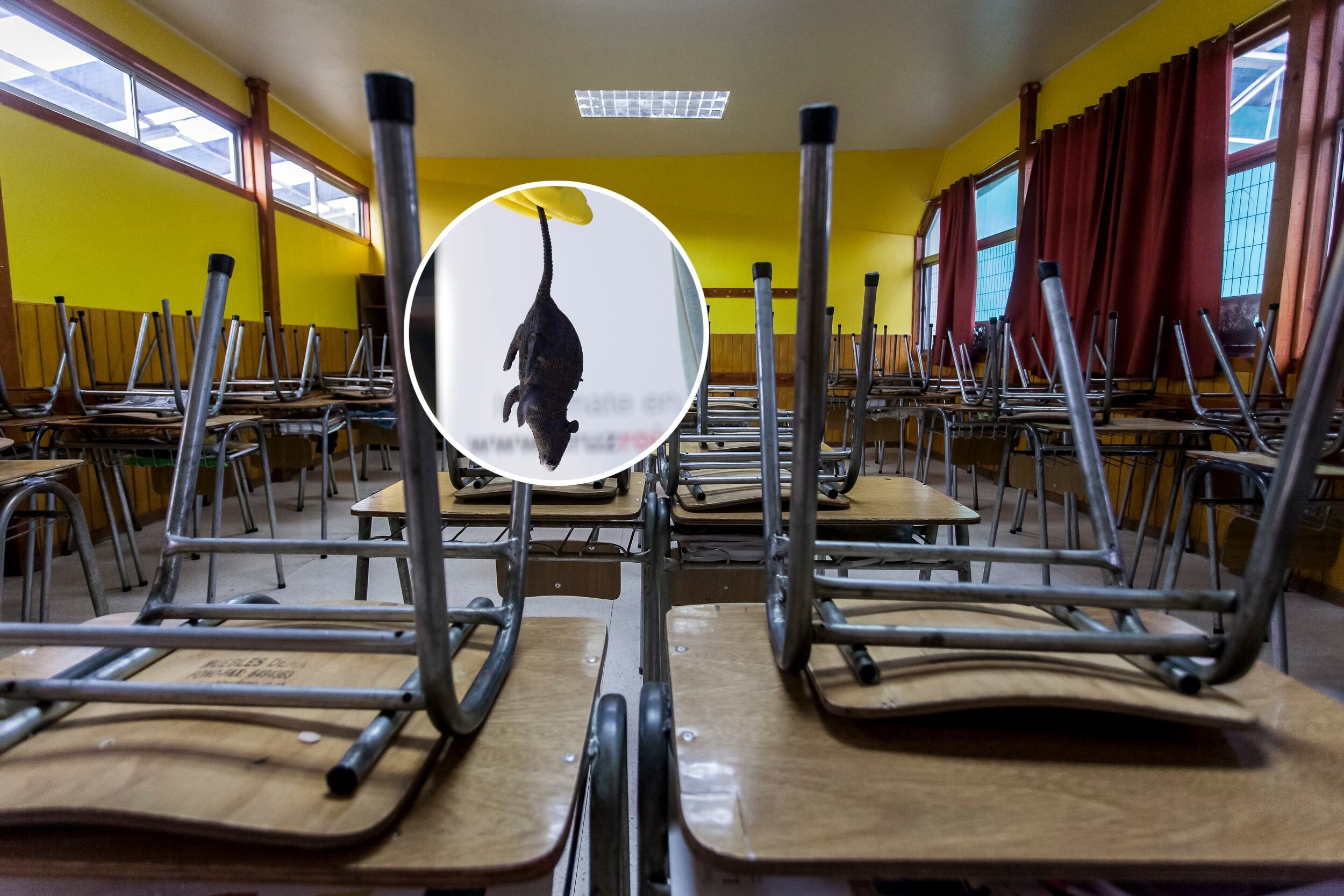 Sala de clases - Virus Hanta