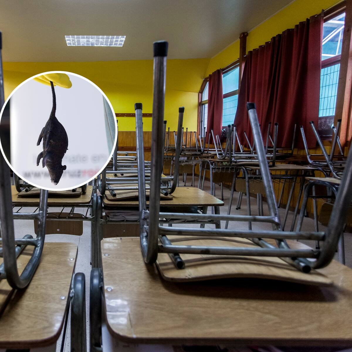 Alerta sanitaria en Rengo: muere estudiante y activan protocolos ante posible caso de virus Hanta