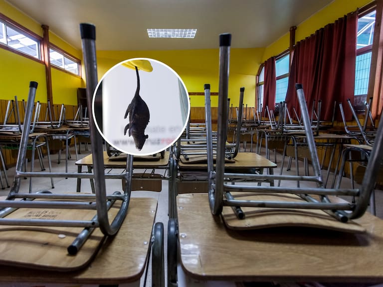 Sala de clases - Virus Hanta
