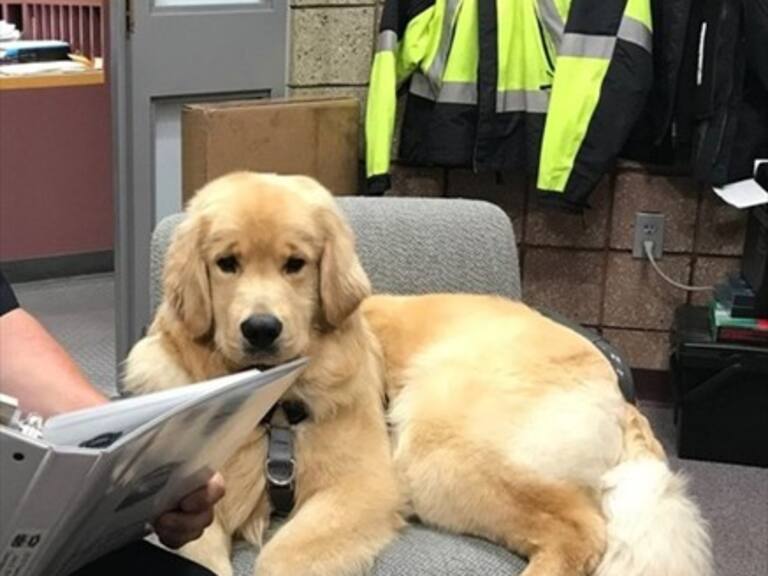 Policía de EE.UU. sufrió robo de juguetes y el responsable resultó ser uno de sus agentes perrunos