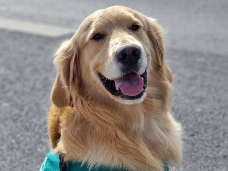 Perro de Carabineros fue golpeado por pasajero de bus tras detectar droga en su bolso