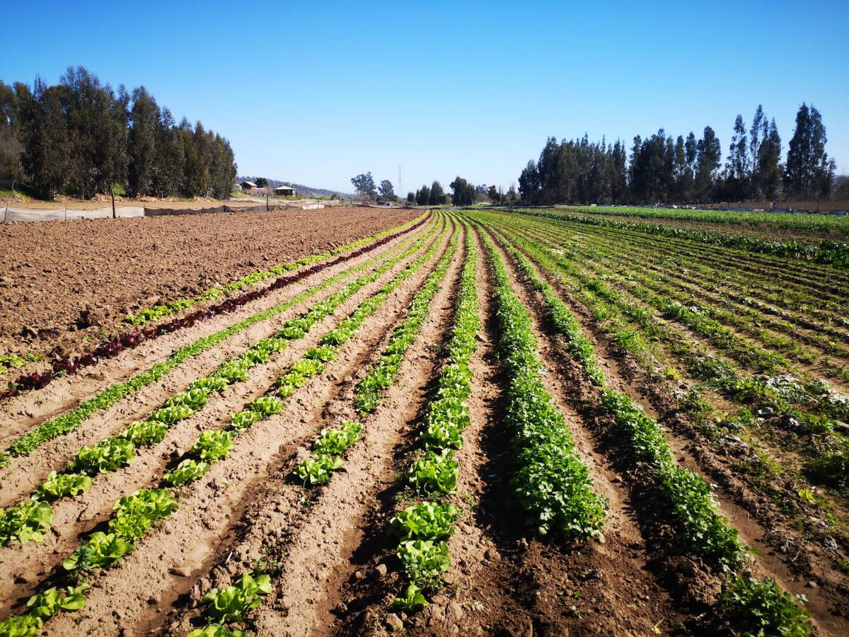 Agua desalada en plan piloto para la agricultura en Valparaíso