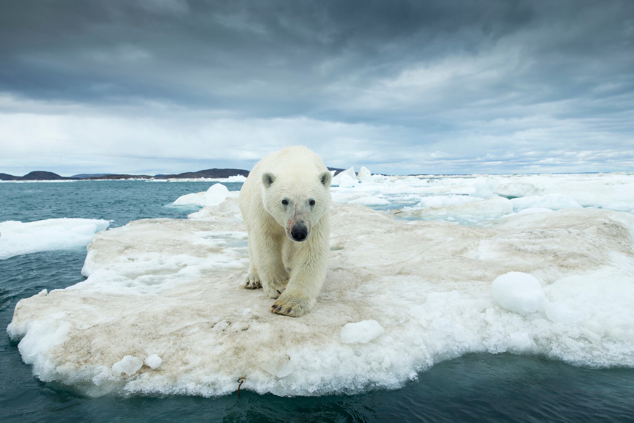 Canada, Nunavut Territory, Young Polar Bear (Ursus maritimus) standing at edge of ice pack in Frozen Strait near Arctic Circle along Hudson Bay