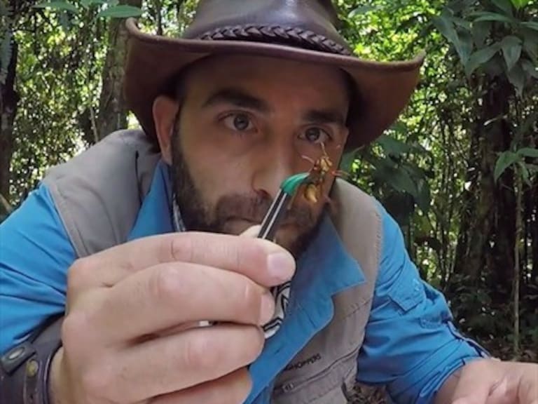 Youtuber comprobó la picadura de insecto más dolorosa del planeta