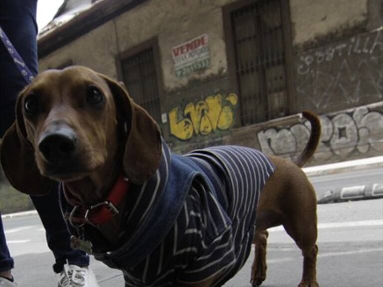 A fin de mes comenzará a funcionar banco de sangre para perros y gatos