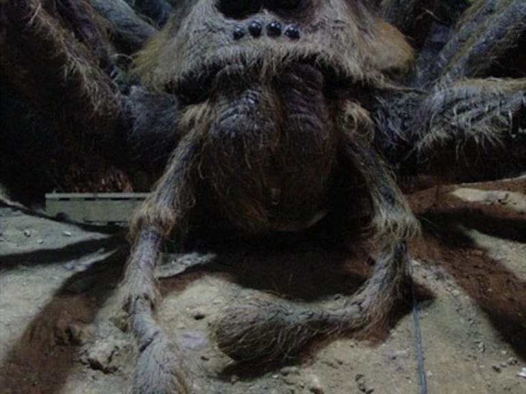 Científicos bautizan araña en honor a Aragog de Harry Potter